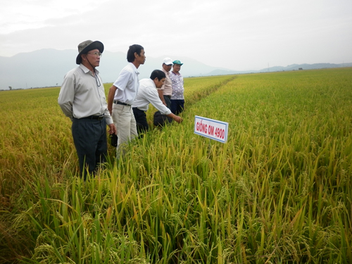 Một trong những ruộng lúa chất lượng cao tại huyện Tánh Linh.
