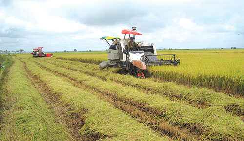 Tánh Linh nâng cao hiệu quả trồng lúa qua liên kết sản xuất